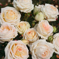Parfuma Grandiflora Live Rose Plant Q850