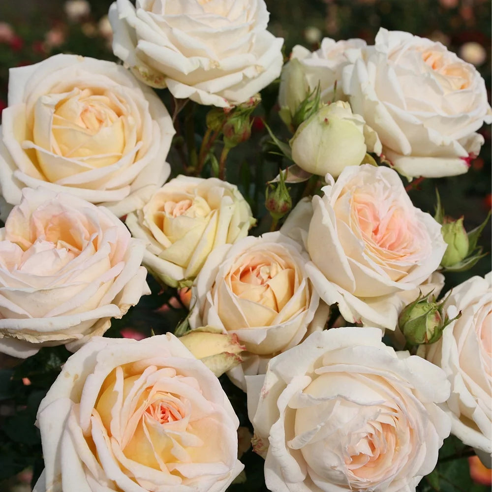 Parfuma Grandiflora Live Rose Plant Q850