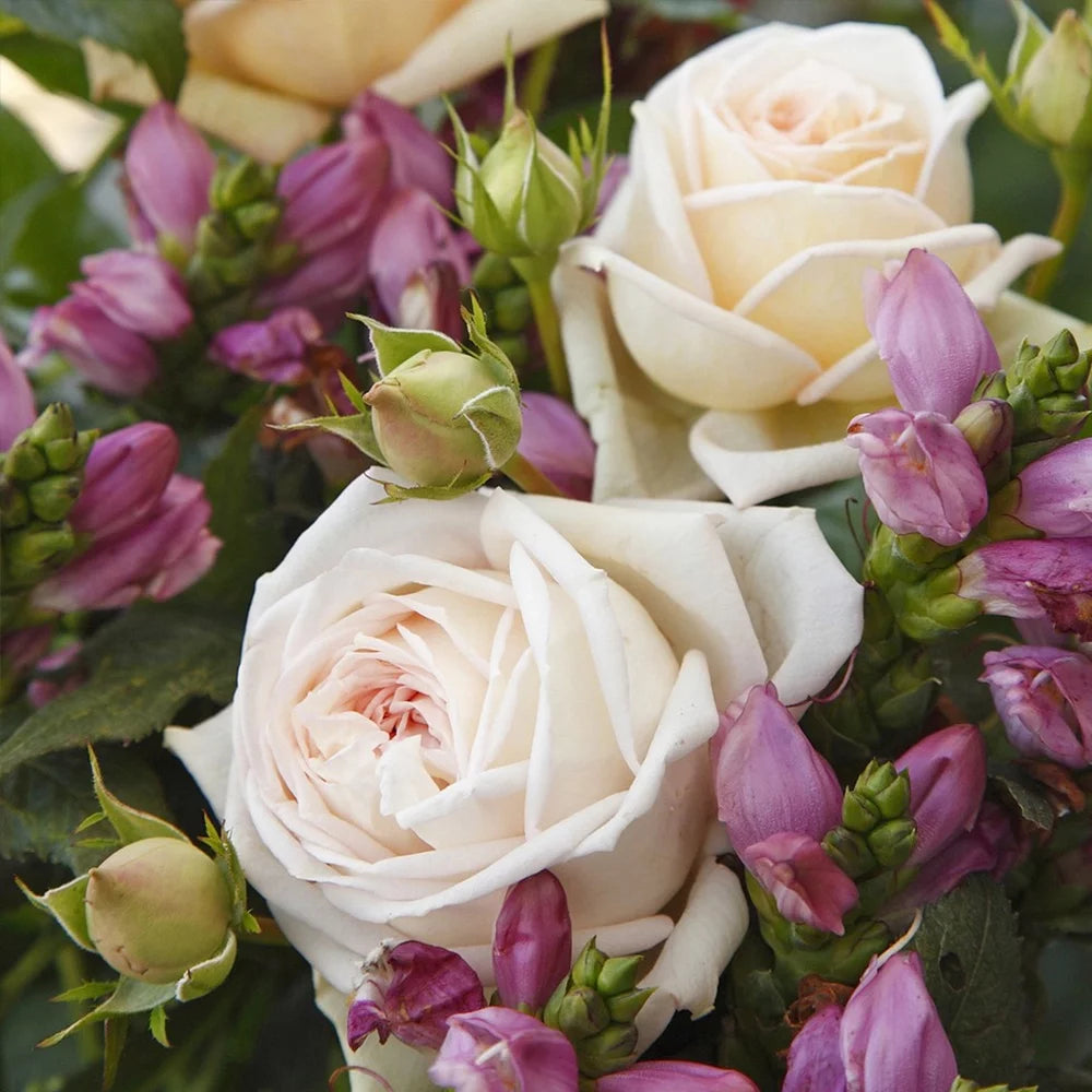 Parfuma Grandiflora Live Rose Plant Q850