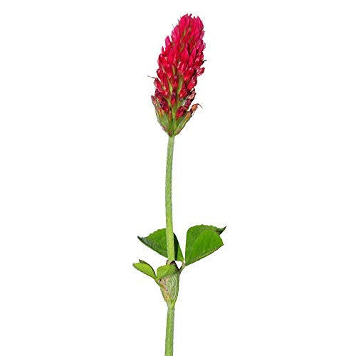 Crimson Clover Seeds, 25 lb Bulk, Non-GMO, Open Pollinated, Perennial, Heirloom, Clay Coated I67177