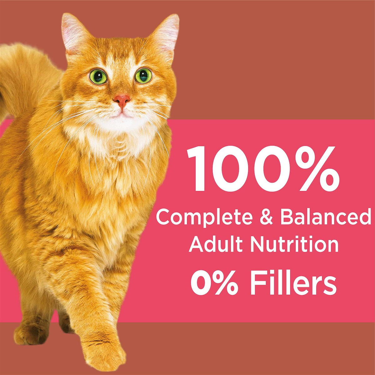 High Protein Adult Dry Cat Food with Chicken & Salmon C6512