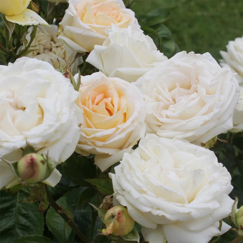 Parfuma Grandiflora Live Rose Plant Q850