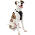 Dog Harness G232985
