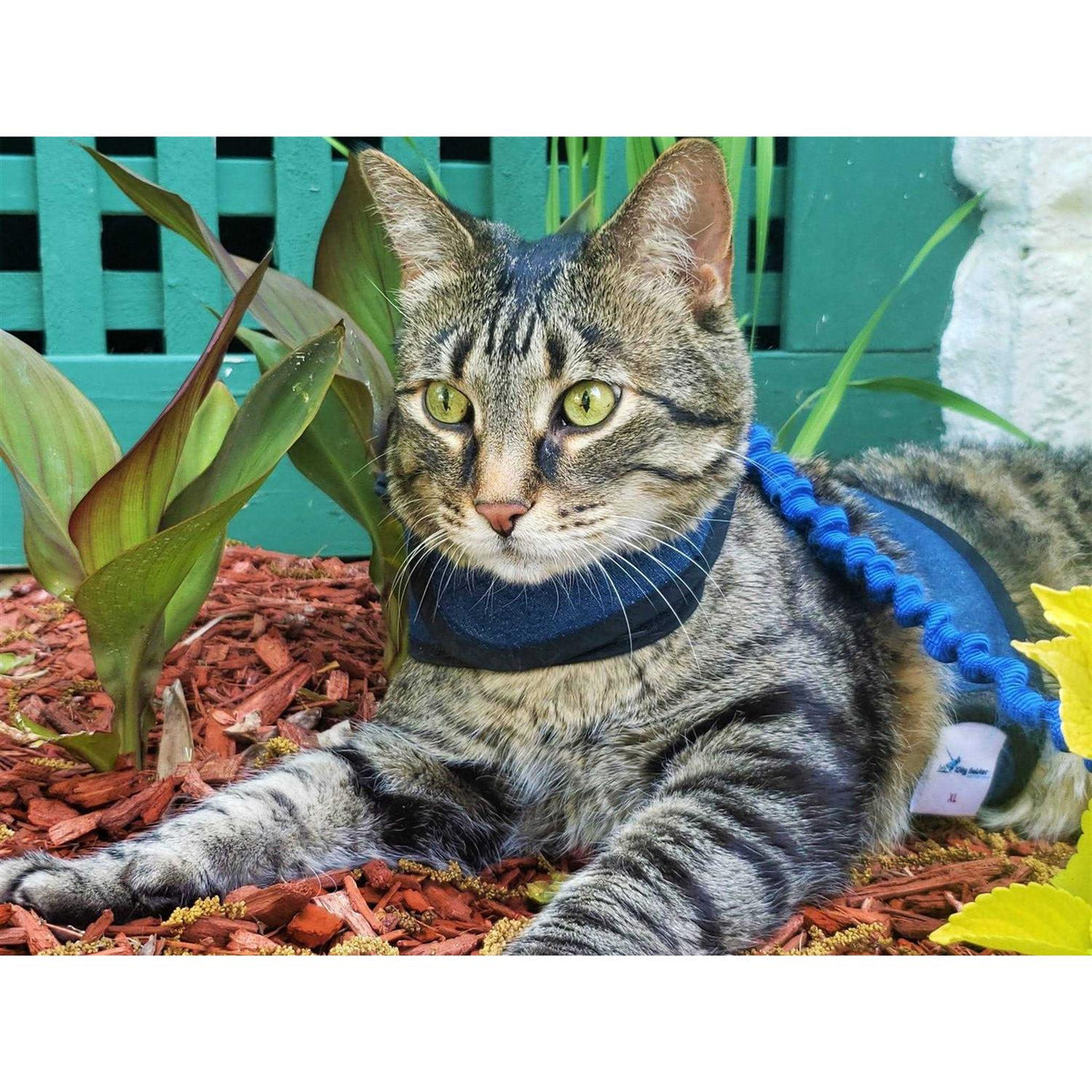 Cat Harness Y8797