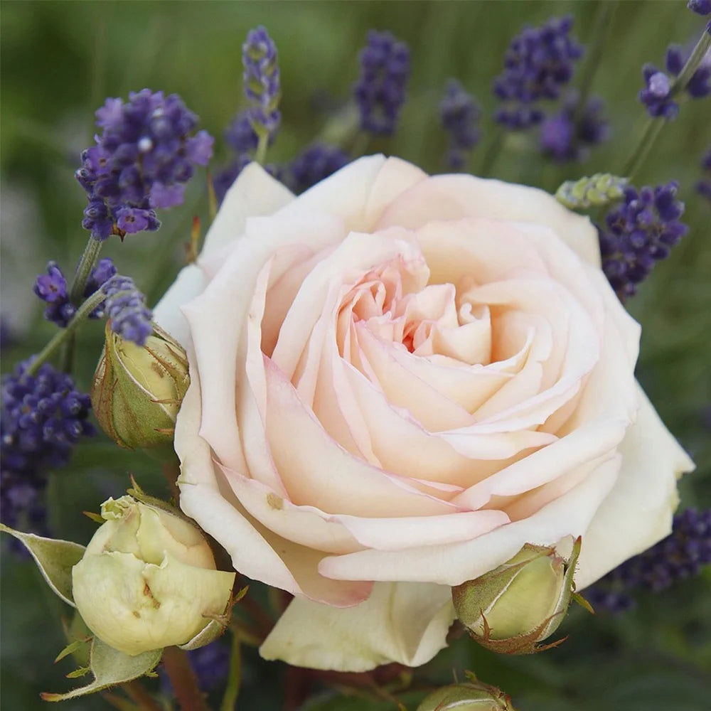 Parfuma Grandiflora Live Rose Plant Q850
