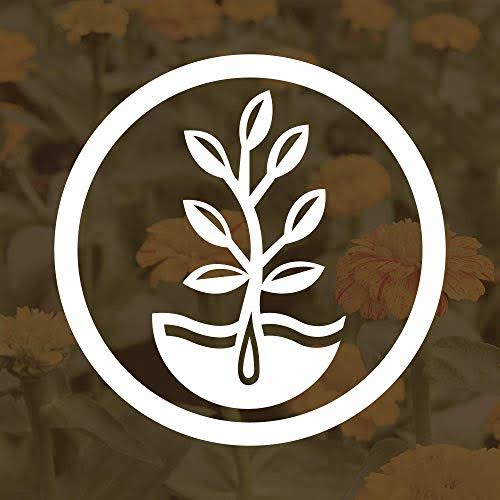 Crimson Clover Seeds, 25 lb Bulk, Non-GMO, Open Pollinated, Perennial, Heirloom, Clay Coated I67177