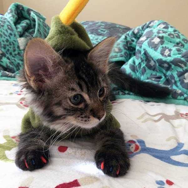 Soft Nail Caps for Cats H834