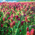 Crimson Clover Seeds, 25 lb Bulk, Non-GMO, Open Pollinated, Perennial, Heirloom, Clay Coated I67177