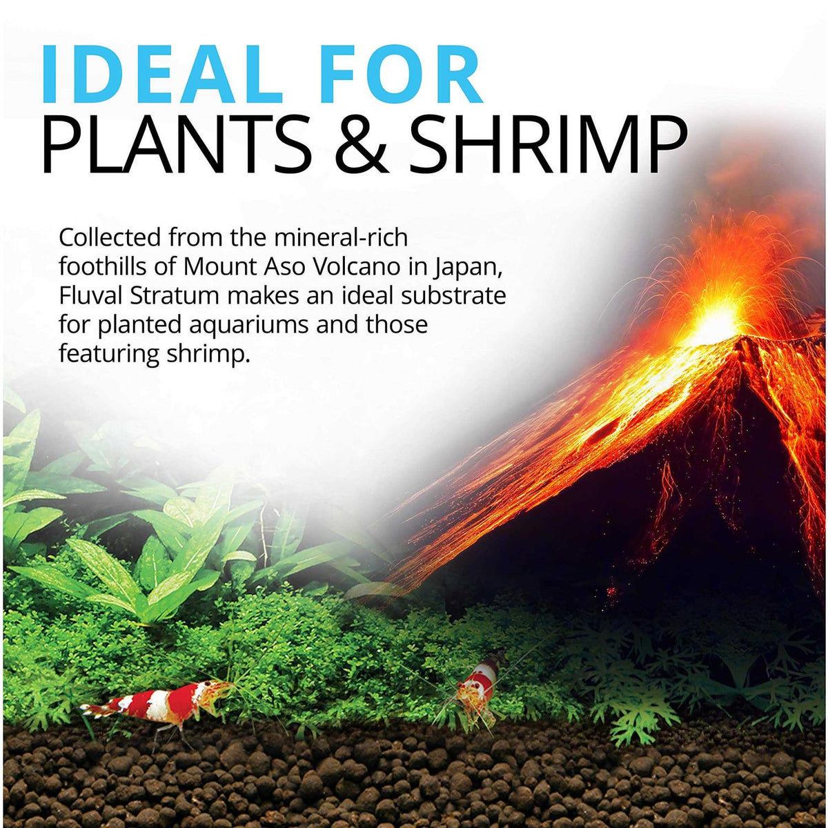 Plant and Shrimp Stratum O687608