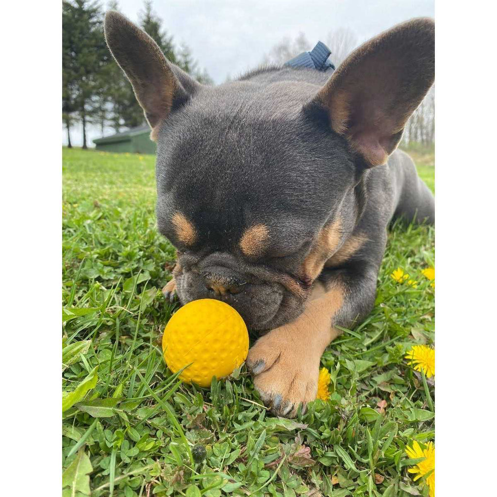Goat Sport Ball Dog Toy L337579