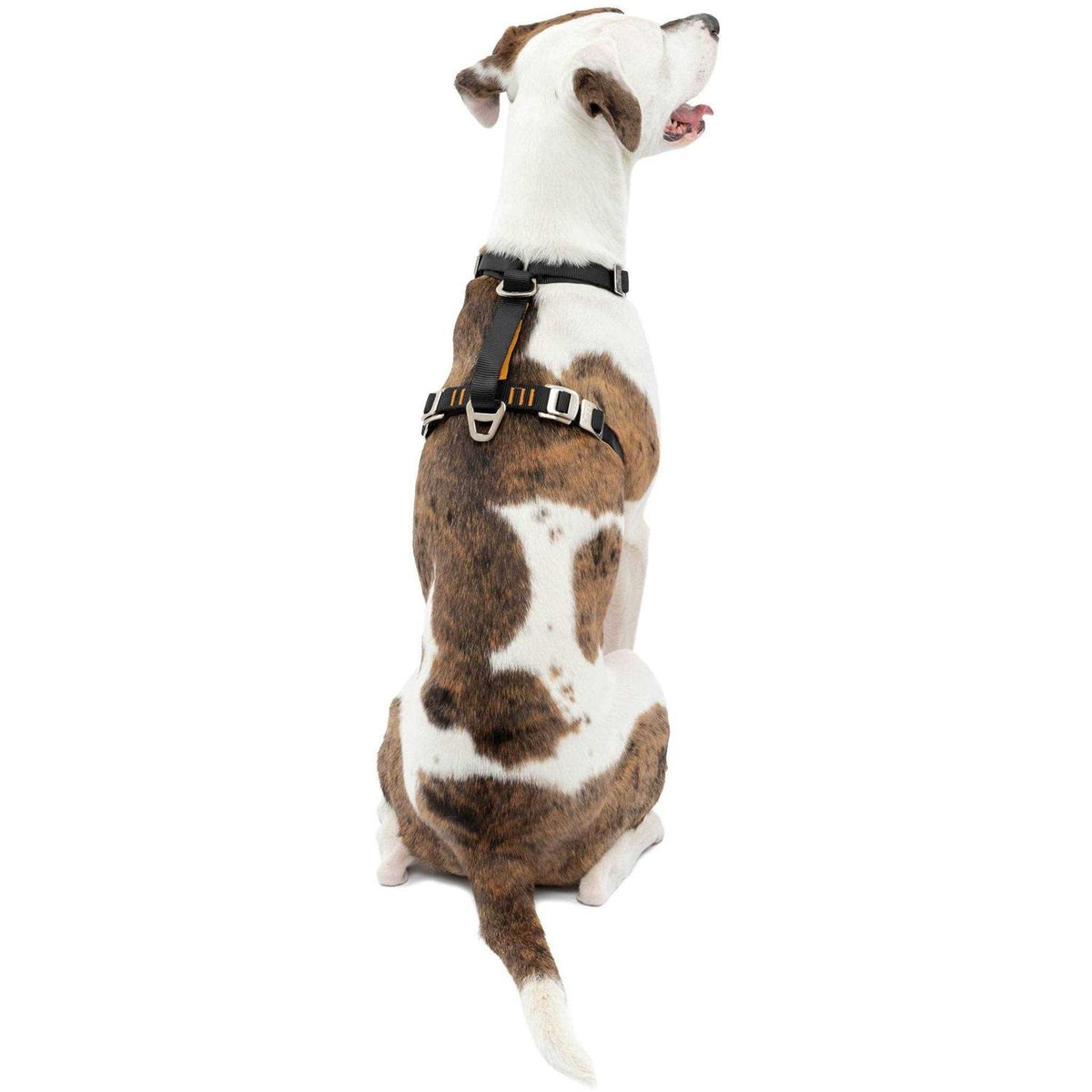 Dog Harness G232985