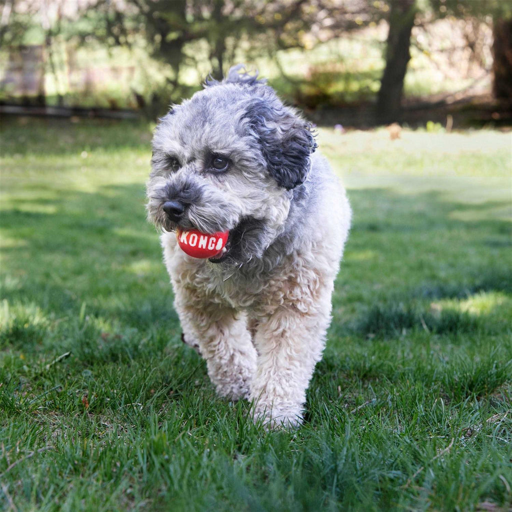 Signature Ball Dog Toy H235
