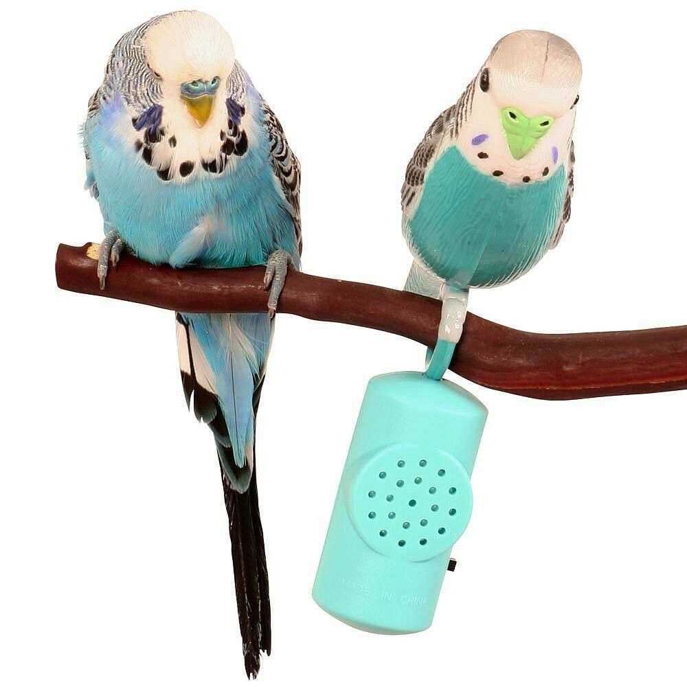 Parakeet Pet Supplies L6996