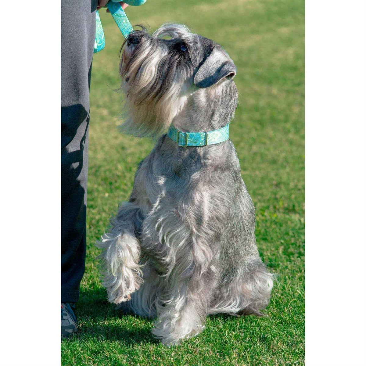 Martingale Collar E6962