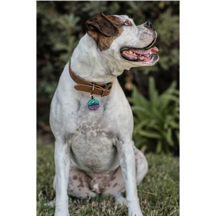 Silicone Dog ID Tag H28551